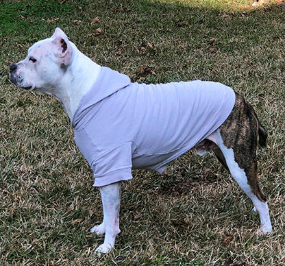 a white and brown pit bull type dog standing in grass wearing an grey hoodie
