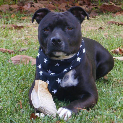 A black pit bull-type dog wearing a blue bandana with white stars, holding an antler between his paws
