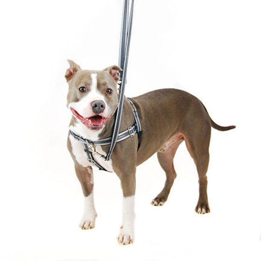 A grey and white pit bull-type dog wearing a black reflective harness