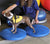 A brown and white boston terrier standing on two textured blue inflatable discs.