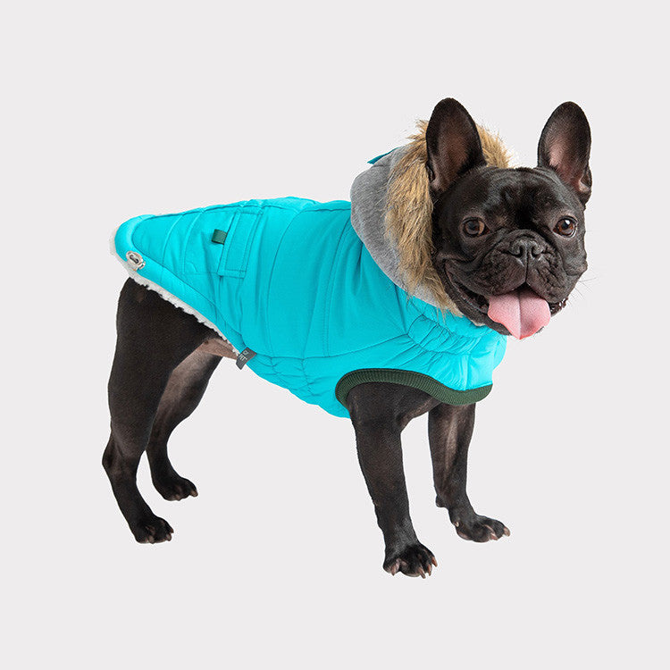 a black french bulldog wearing an aqua and grey hooded winter parka for dogs