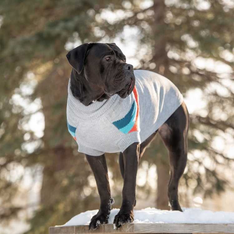 A large black dog wearing a grey sweater standing in the snow