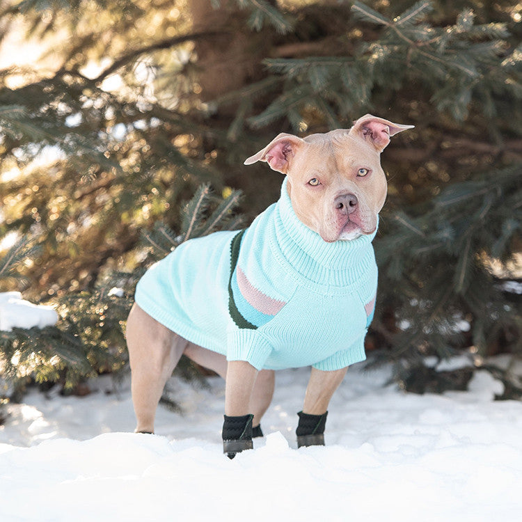 A light tan pit bull-type dog wearing a light aqua sweater standing in the snow