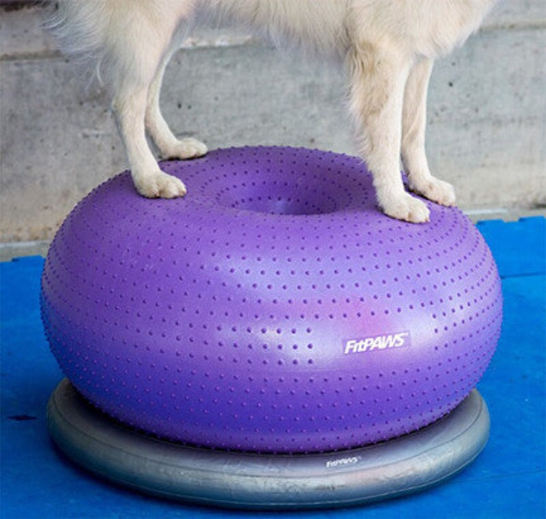 A white dog's feet standing on an inflatable textured purple donut-shaped workout device sitting in a grey inflatable circular holder