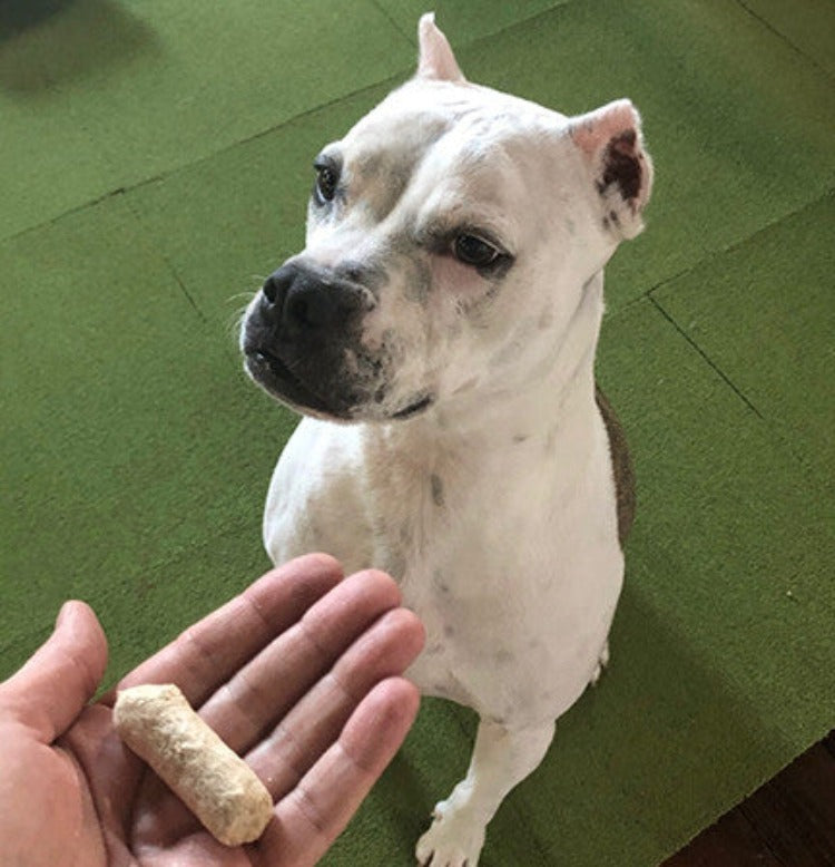 a white pit bull type dog waiting for a dog treat