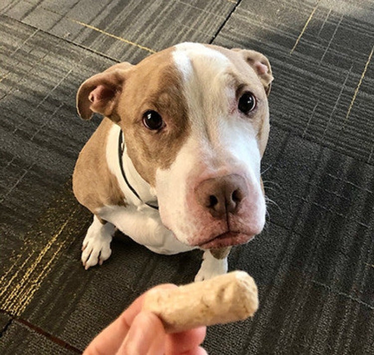 a brown and white pit bull type dog with a poofy bottom lip looking up expectantly towards a hand holding a dog treat
