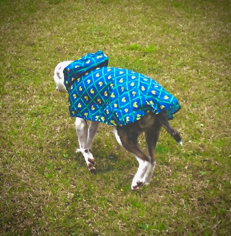A white pit bull type dog running away in the grass wearing a blue rain poncho with yellow ducks on it
