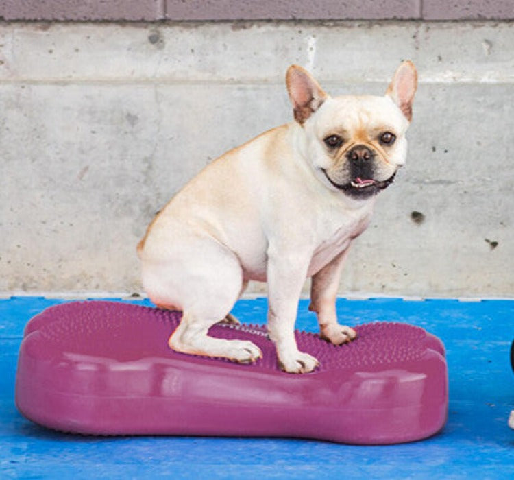 A fawn French bulldog sitting on a textured purple inflatable bone-shaped exercise device 