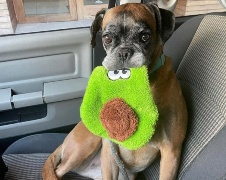 a brown boxer dog with grey face sitting in the passenger set of a car holding a plush avocado toy in its mouth