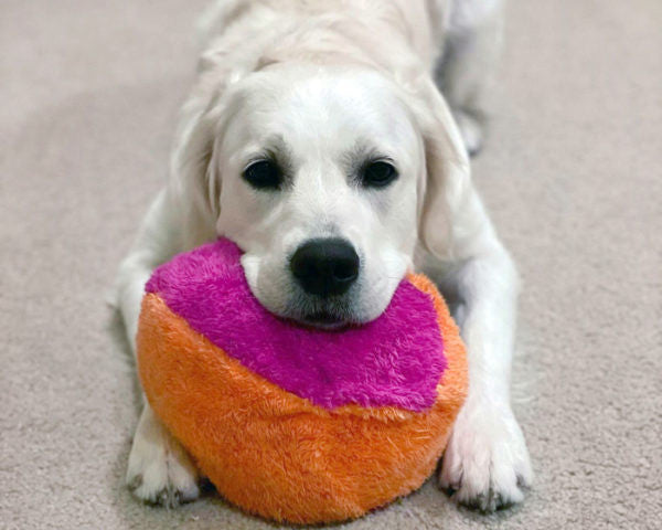 a white dog with its head resting on an orange and pink plush dog toy