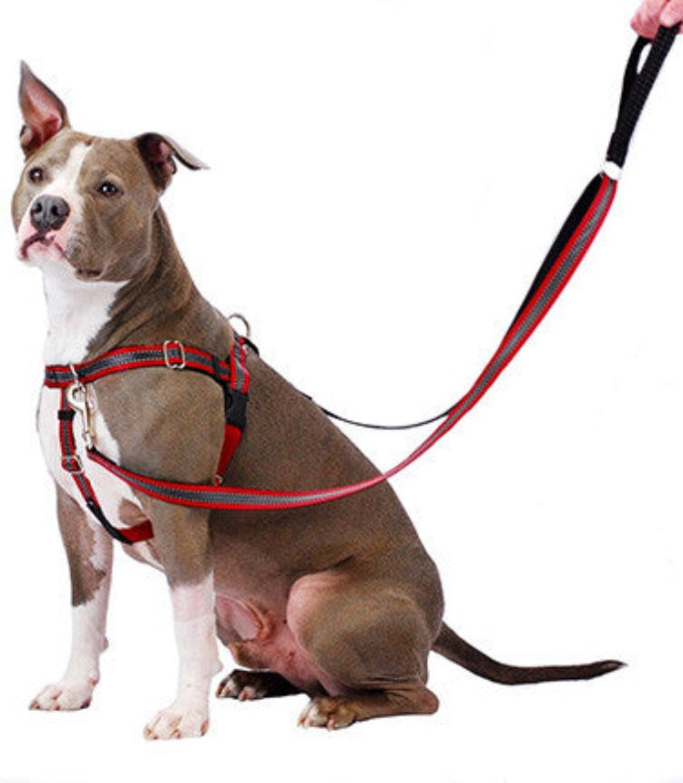 A grey and white pit bull-type dog wearing a reflective red harness
