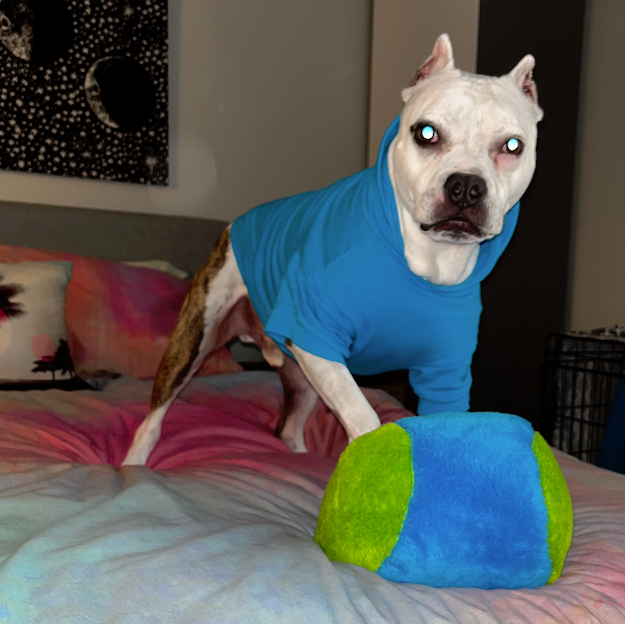 a white pit bull type dog wearing a blue hoodie standing on a bed with a green and blue plush round toy