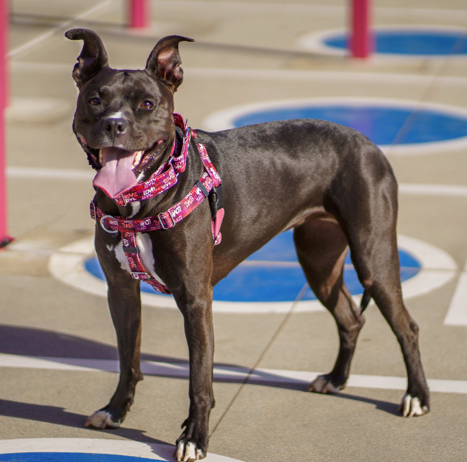 Brown pit bull type dog standing on a playground,  wearing pink and red harness