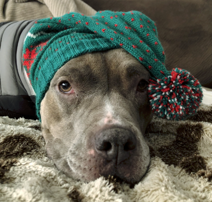 Grey and white pit bull type dog wearing a green white and red knitted hat with pom pom