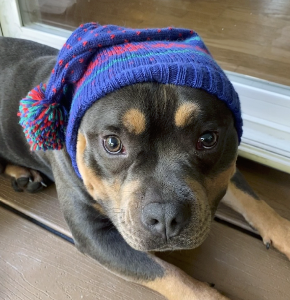 Black and tan pit bull type dog wearing a knitted blue hat with pom pom 