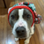 Grey and white pit bull type dog wearing a red white and grene knitted hat with pom pom