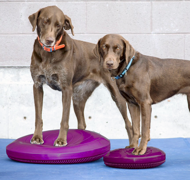 two large brown dogs standing on two  purple inflatable balance disks