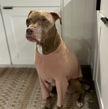 a brown pit bull type dog sitting in a kitchen wearing a pink fleece