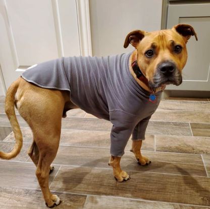 a brown pit bull type dog wearing a grey fleece standing in a kitchen
