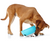 a large brown dog eating dog food off the ground by a a blue and white rocking slow feeder bowl 