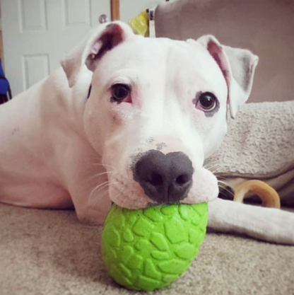 a white pit bull type dog with a green rubber dinosaur egg shaped dog toy in its mouth