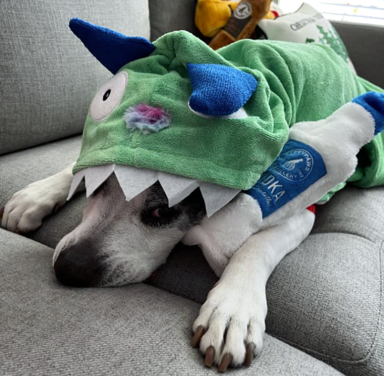a white and black brindle senior pit bull type dog with black eye spot lays on a grey sofa and wears a green terry hoodie bath robe with monster face and horns on the hoodie