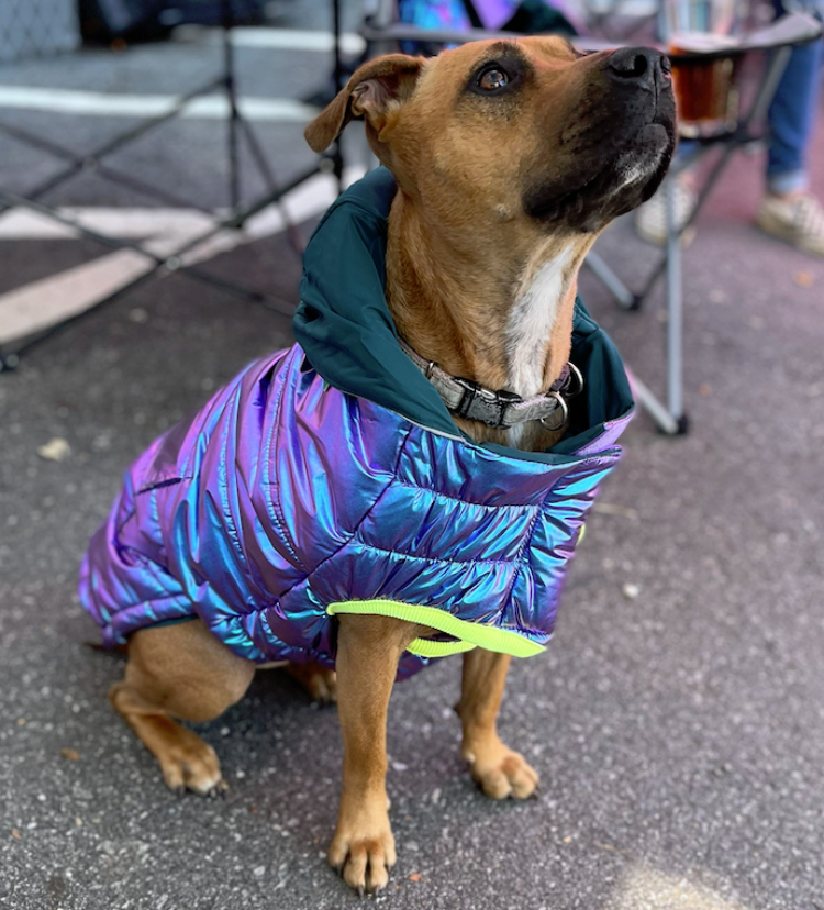 A golden pit bull type dog with black muzzle, sitting on a parking lot, wearing a blue iridescent puffer jacket