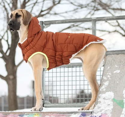A tan great Dane wearing a rust colored hoodied parka, standing in the snow