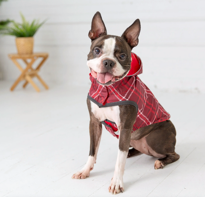 a brown and white boston terrier wearing a red plaid raincoat, sitting on a white background 