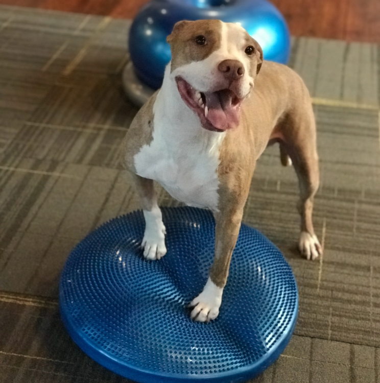 A brown and white pit bull-type dog with his front paws on a textured blue inflatable disc