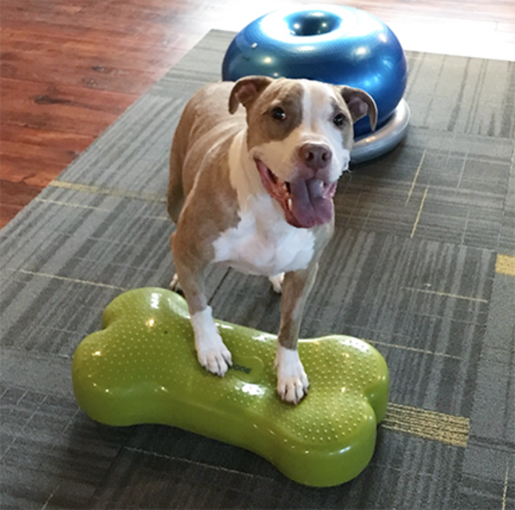 A brown and white pit-bull type dog standing with his front paws on a green textured bone shaped exercise device for dogs 