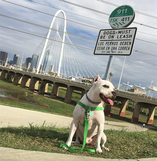 a white pit bull-type dog wearing a green harness with green leash attached sitting in the grass by a bridge