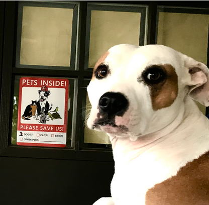 a white and brown pit bull type dog next to a window panel that has a red and white decal displayed
