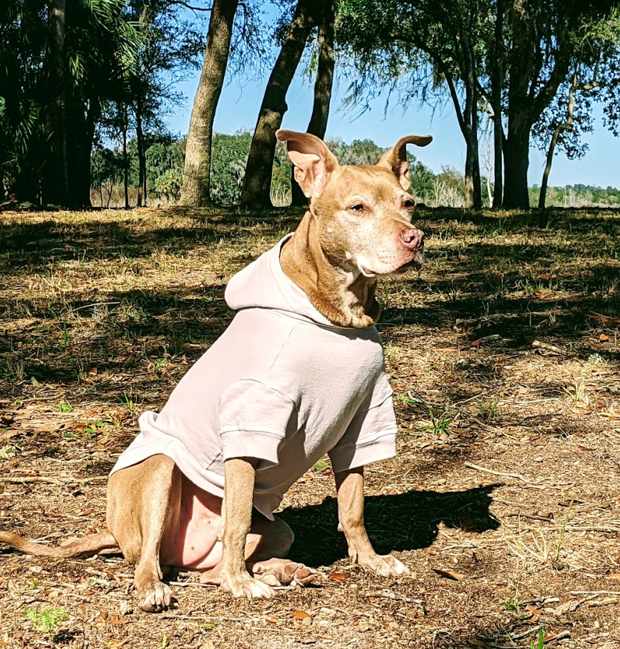 a brown pit bull type dog sitting outside wearing a grey hoodie
