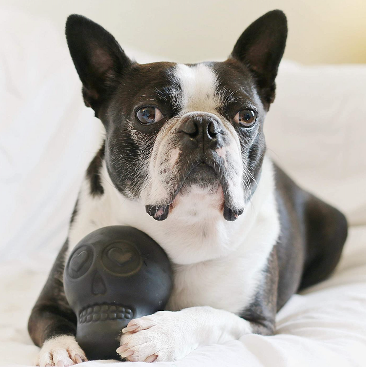 A black and white boston terrier with a black rubber skull shaped dog toy