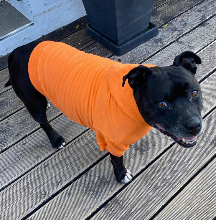 a black pit bull type dog standing on a wooden deck wearing an orange hoodie