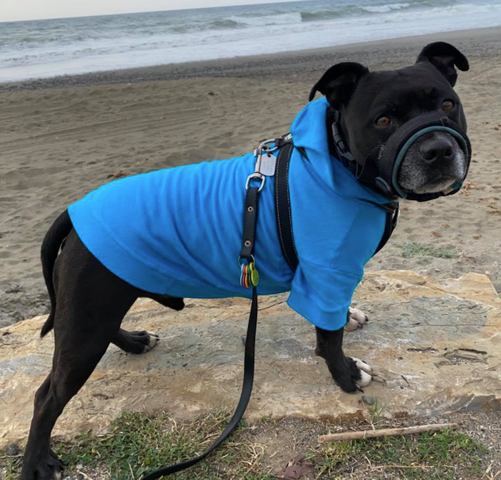 a black pit bull type dog standing on a beach wearing a blue hoodie