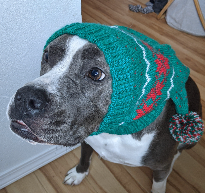 A gray and white pit bull-type dog sitting inside a house wearing a green red and white knitted hat with pom pom