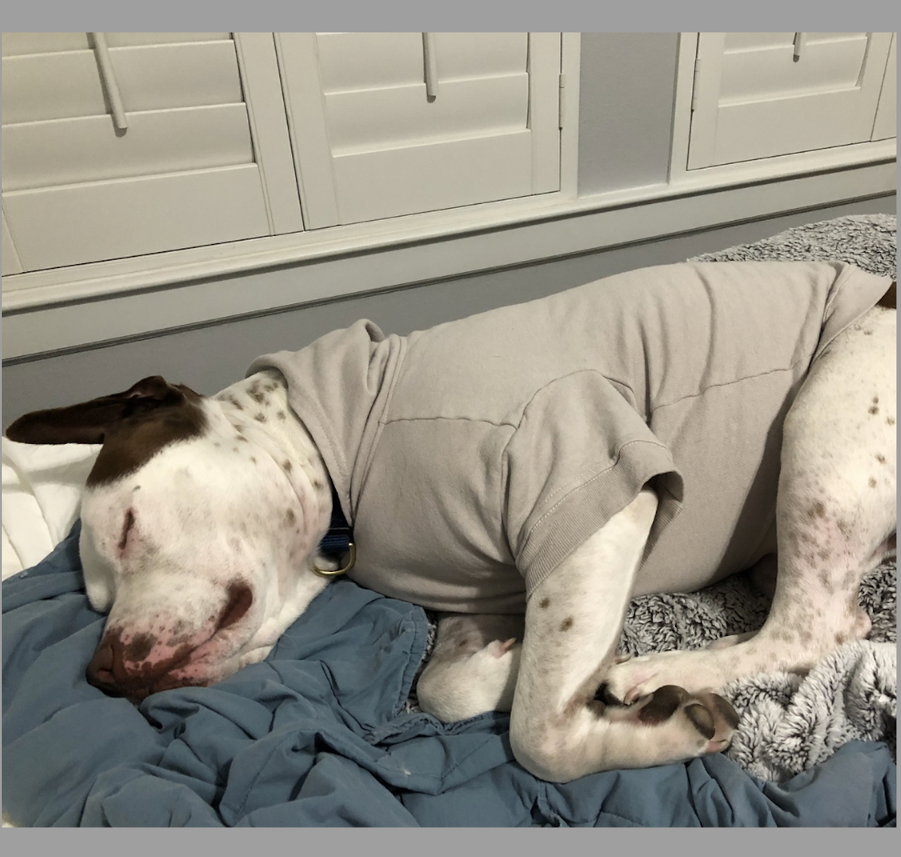 a white and brown speckled pit bull type dog asleep on a bed wearing a grey hoodie