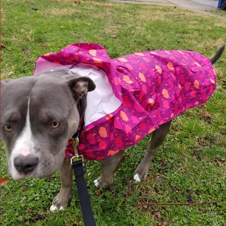 a grey and white pit bull type dog standing in the grass wearing a fuchsia rain poncho with rain clouds on it
