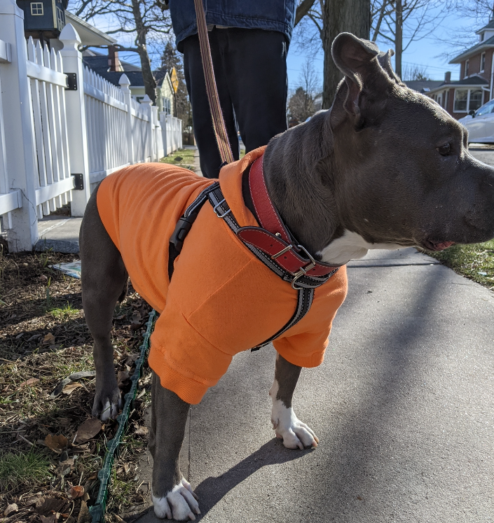 a grey and white pit bull type dog standing on a sidewalk wearing an orange hoodie