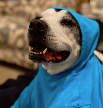 a closeup of a black and white pit bull type dog wearing a blue hoodie
