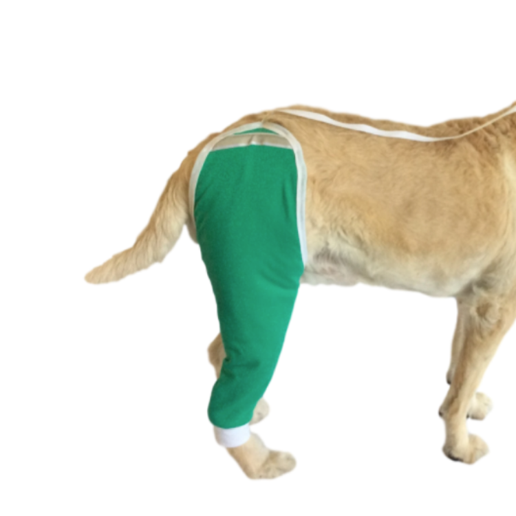 A light tan dog wearing a turquoise protective sleeve on back leg and hip
