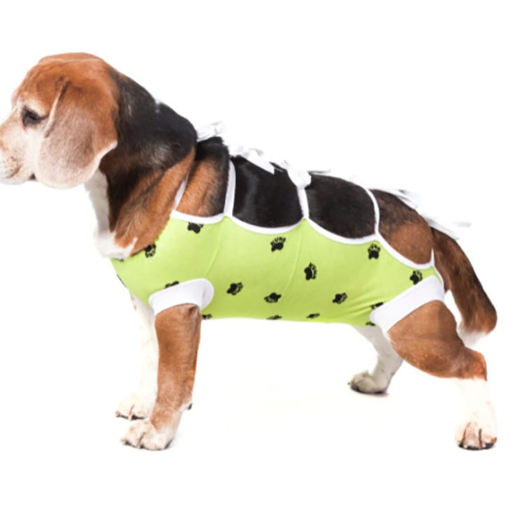 a beagle wearing a green and white recovery garment