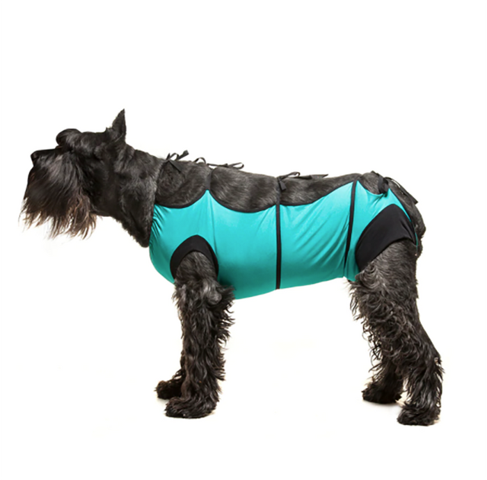 A black schnauzer wearing an aqua recovery garment