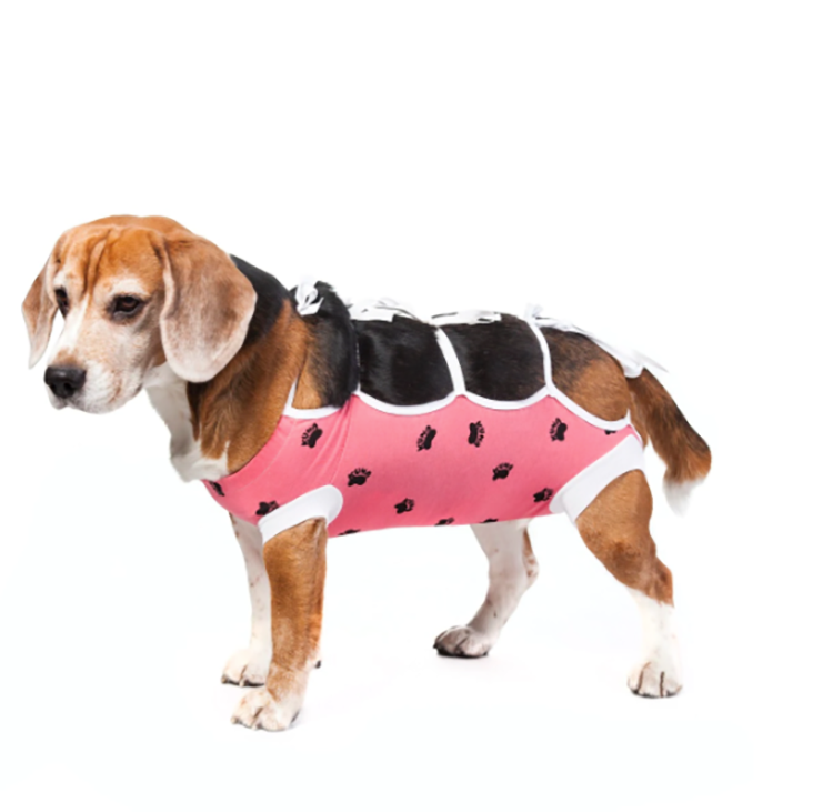 A beagle wearing a pink and white recovery garment