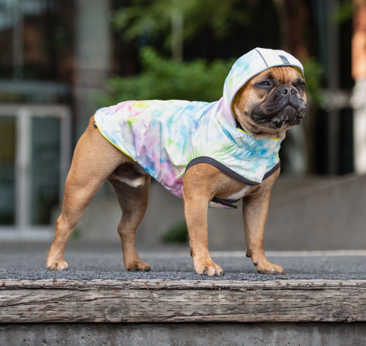 A brown French bulldog standing outside wearing a pink and blue tie dyed rain jacket