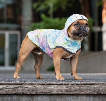 A brown French bulldog standing outside wearing a pink and blue tie dyed rain jacket