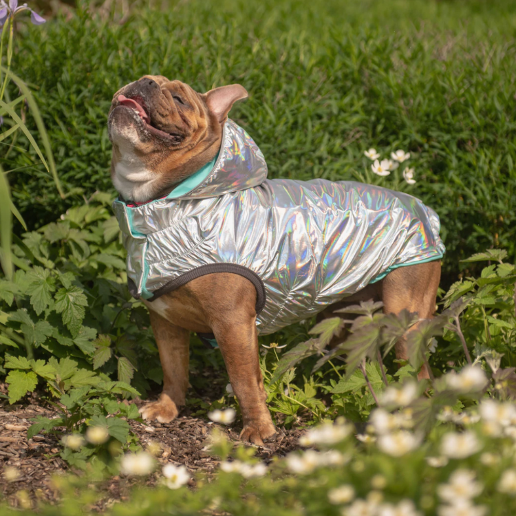 A brown English bulldog standing outside in grass wearing an iridescent silver rain jacket