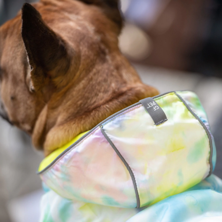 a closeup of a brown  French bulldog from behind wearing a pink and blue tie dyed rain jacket
